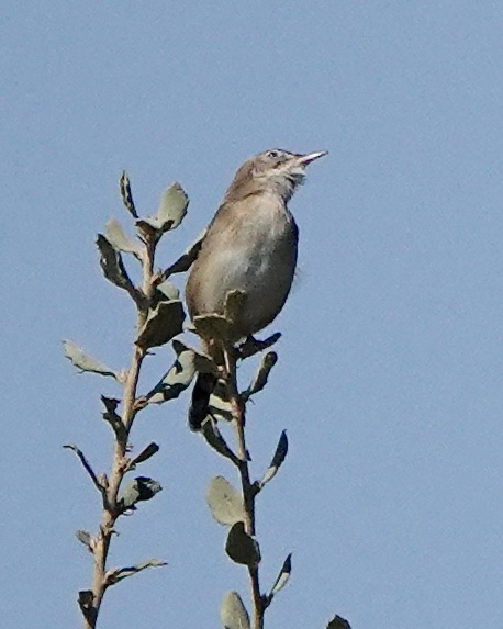 fan-tailed warbler